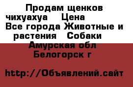 Продам щенков чихуахуа  › Цена ­ 10 000 - Все города Животные и растения » Собаки   . Амурская обл.,Белогорск г.